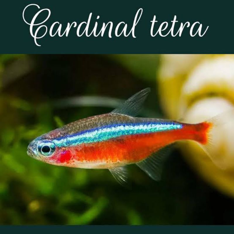 Jual Ikan Neon Cardinal Paket 50 Ekor Ikan Hias Aquascape Ikan Hias