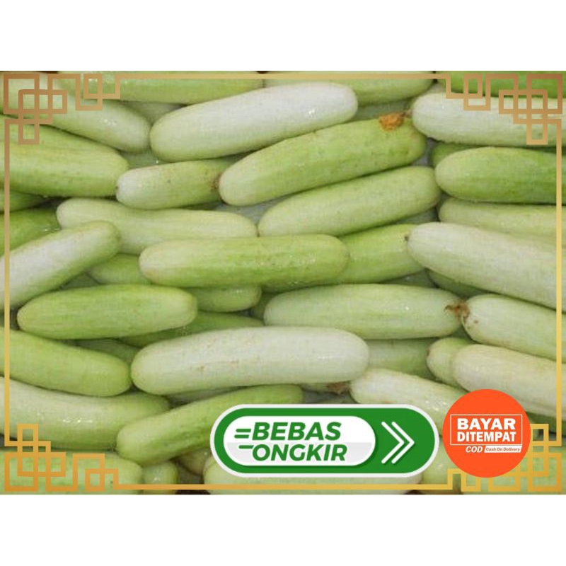 Jual TIMUN PUTIH UKURAN BESAR DAN SEGAR | Shopee Indonesia