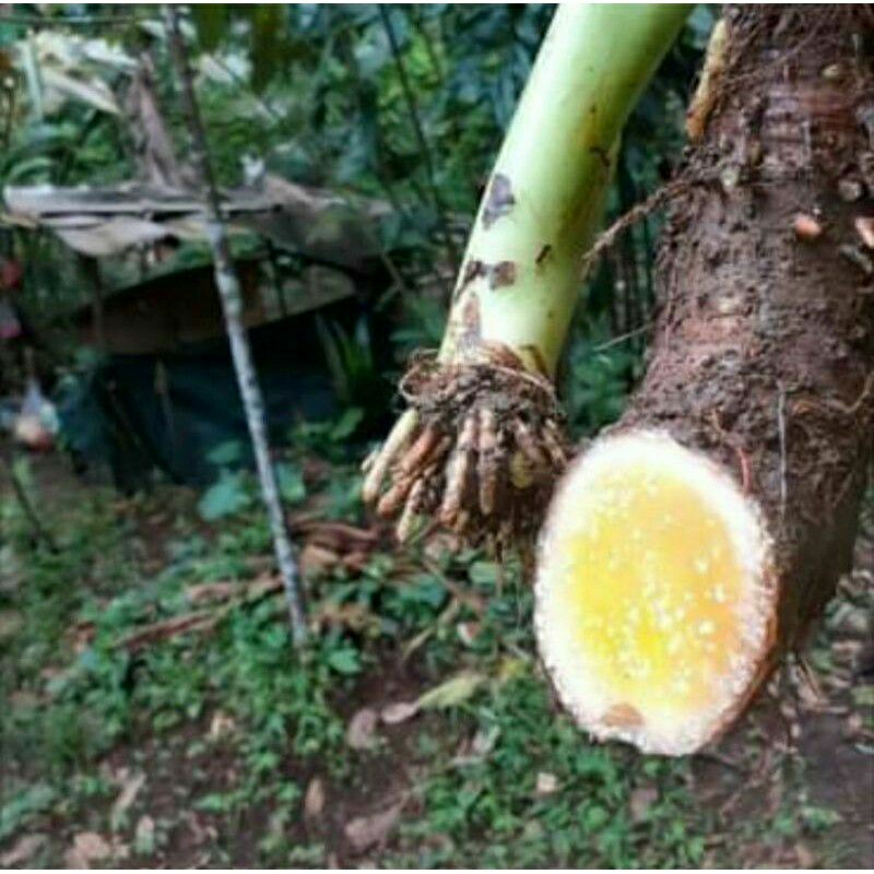 Jual BIBIT TALAS BENENG JUMBO ISI 13 POHON Shopee Indonesia