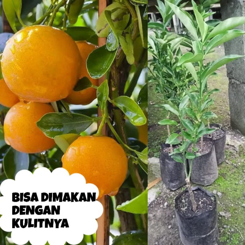 Jual Pohon Jeruk Tongheng Bisa Dimakan Dengan Kulitnya Shopee Indonesia