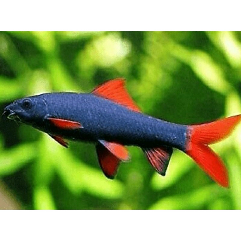 Jual Ikan hias Redfin size XL ukuran 12 cm Shopee Indonesia