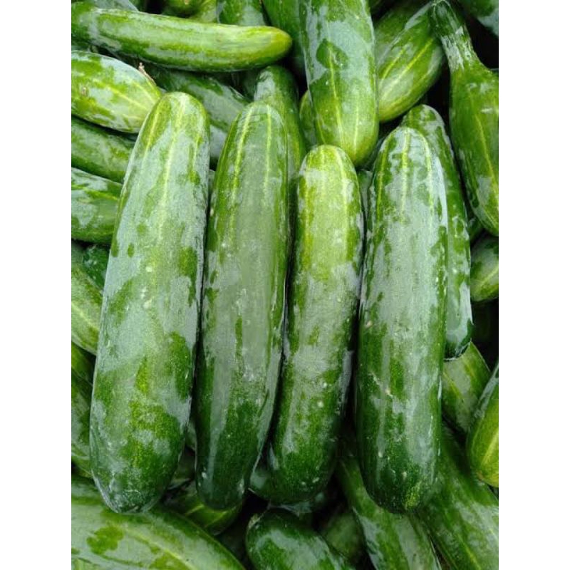 Jual TIMUN HIJAU BESAR ATAU UKURAN SEDANG TERSEDIA | Shopee Indonesia
