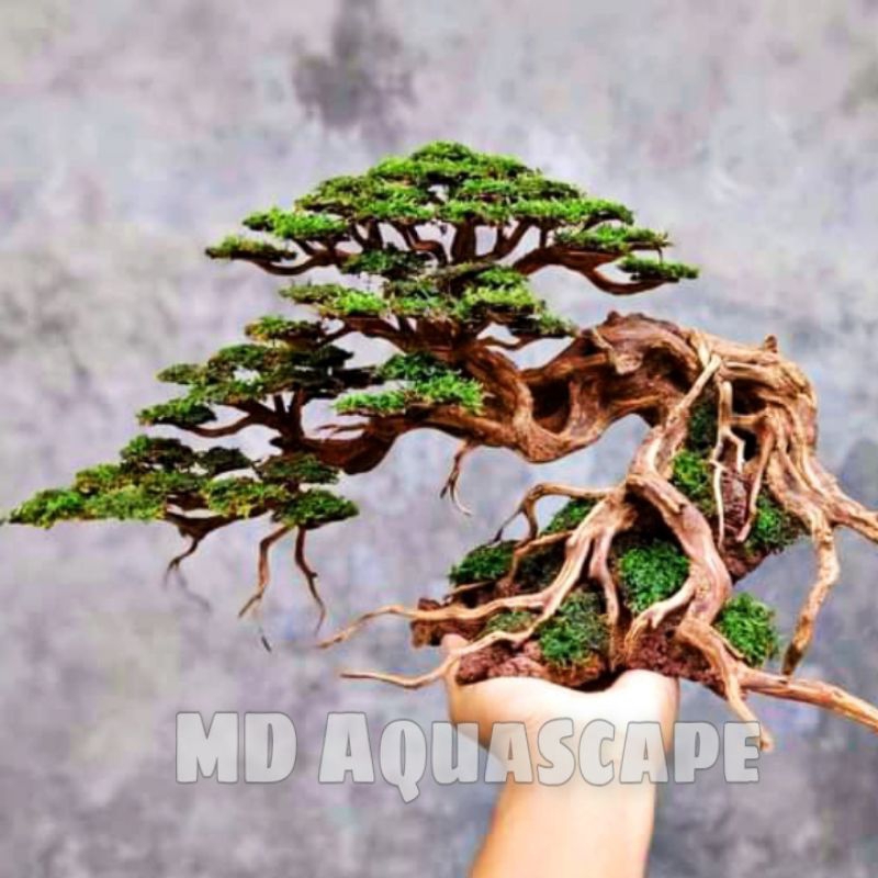Jual Bonsai Aquascape Akuarium Doyong Bonus Moss Weeping Shopee Indonesia