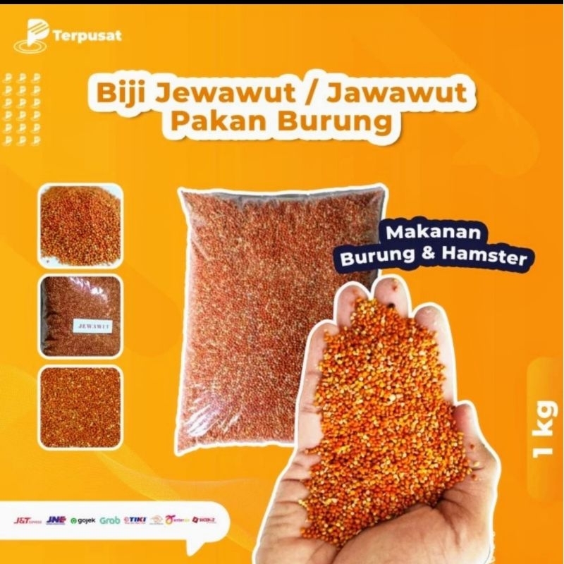 jual-jewawut-jawawut-per-1-kg-makanan-burung-pakan-burung-otek