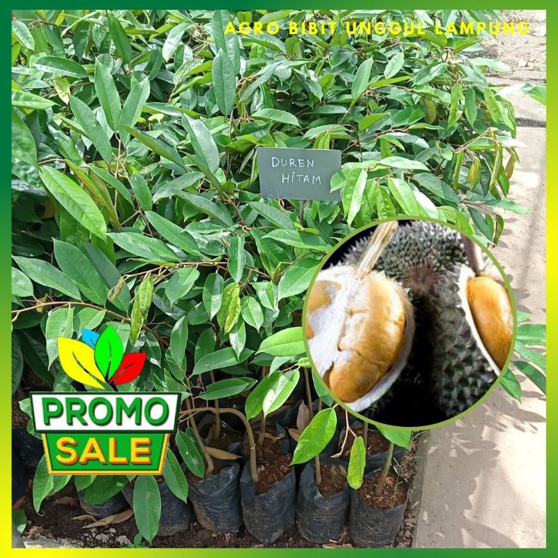 Bibit Durian Oche black thorn Duri Hitam Asli 100% Valid Tanaman Okulasi Cepat Berbuah Agro Bibit Unggul Group