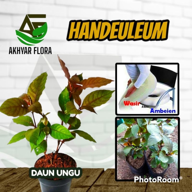 Jual Tanaman Herbal Daun Ungu Handeuleum Handelem Untuk Obat Wasir