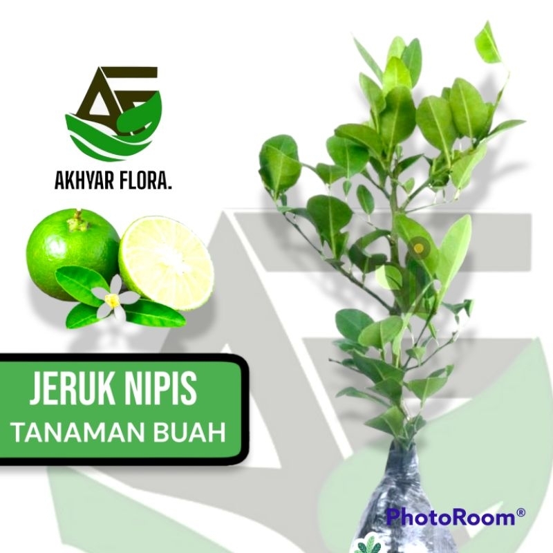 Jual Bibit Tanaman Buah Jeruk Nipis Bibit Jeruk Nipis Jeruk Pecel