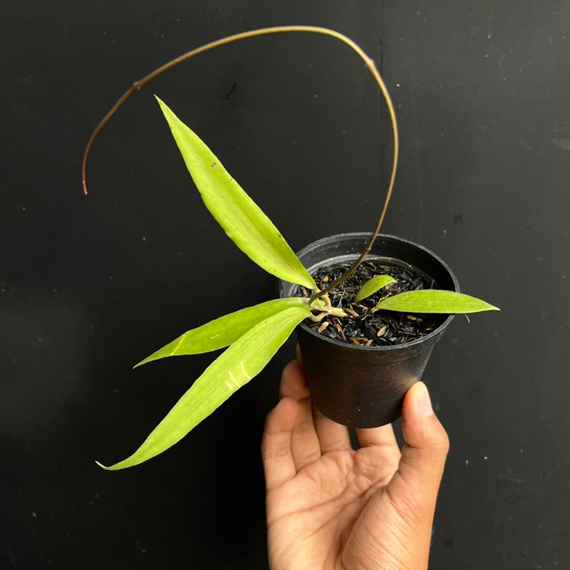 Jual Hoya rindu rafflesia | Tanaman hias merambat langka | Shopee Indonesia