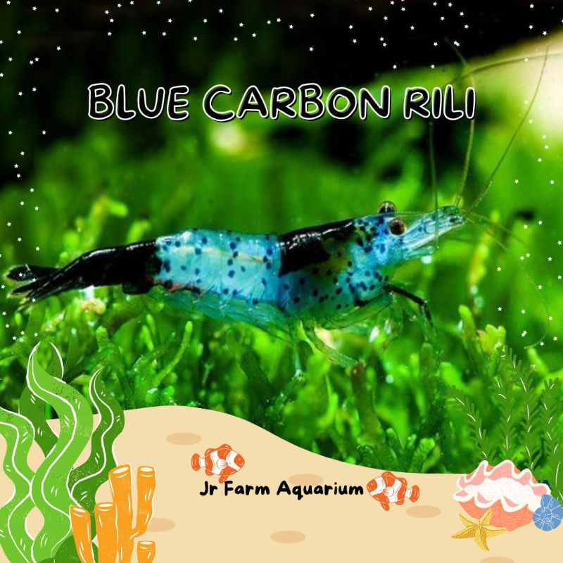 Jual Tanaman Udang Blue Carbon Rili Hias Aquascape Aquarium Shopee Indonesia