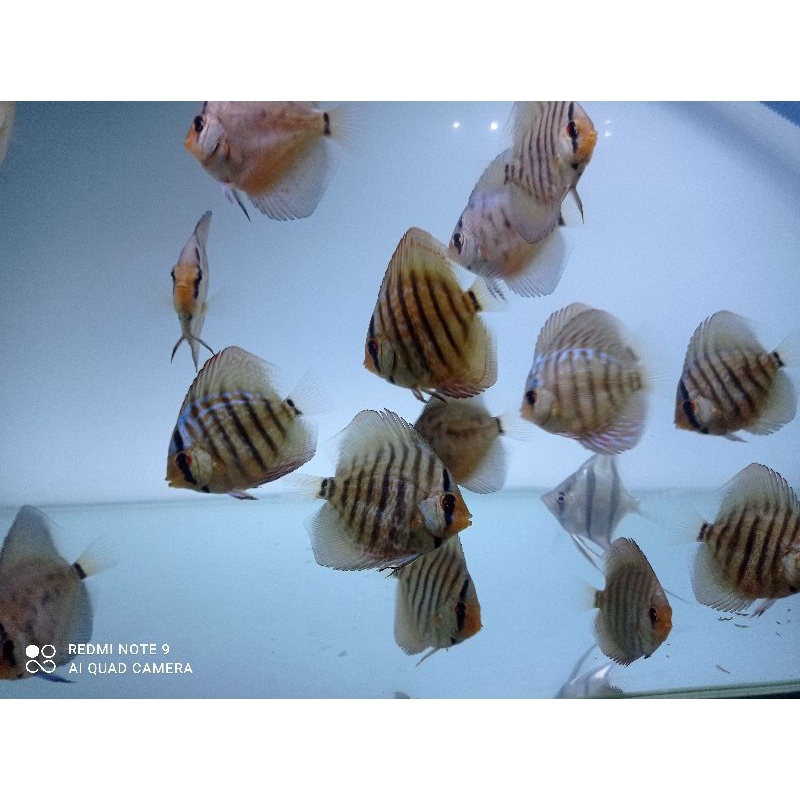 Jual Ikan discus Sakura 2 inci | Shopee Indonesia