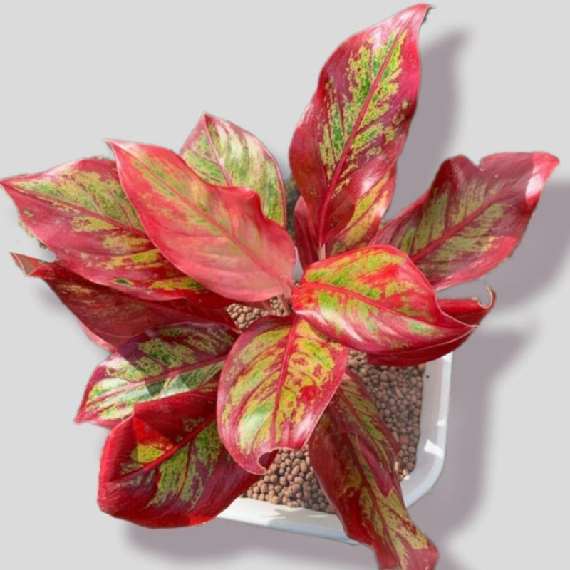 Jual Tanaman aglonema berdaun 5-10 rimbun/RED ANJA AGLONEMA / Pohon ...