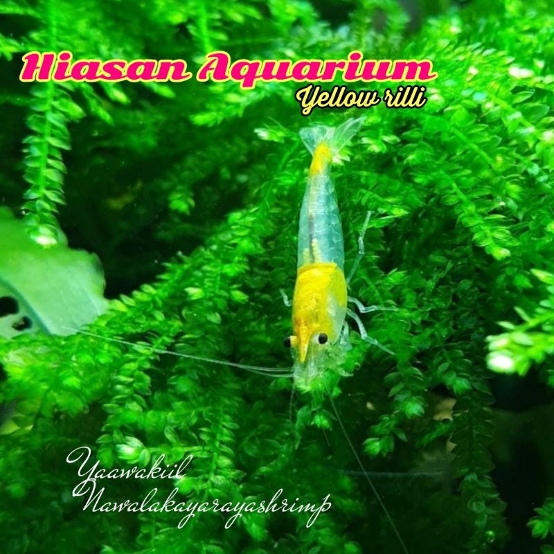 Jual hiasan aquarium udang hias aquascape yellow rilli | Shopee Indonesia