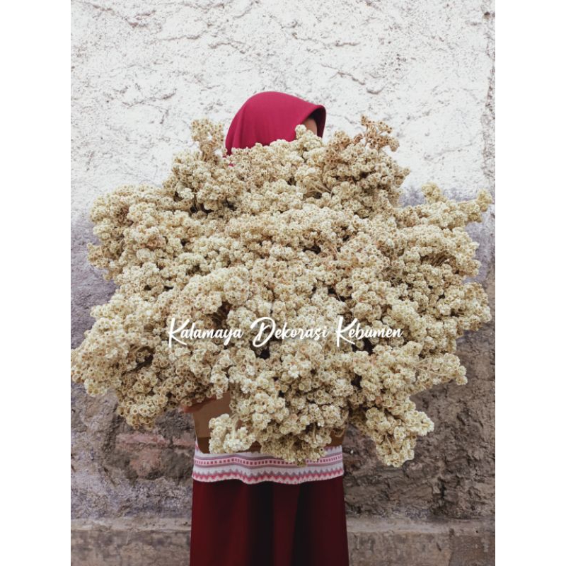 Jual EDEL Rustic Abadi Edelweis Kering Budidaya Dried Flowers Bahan ...