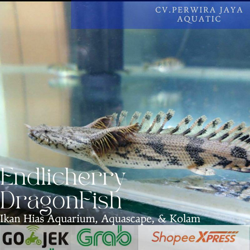 Jual Palmas Endlichery Size 6-10Cm Dragon Fish Hiasan Aquarium | Shopee ...