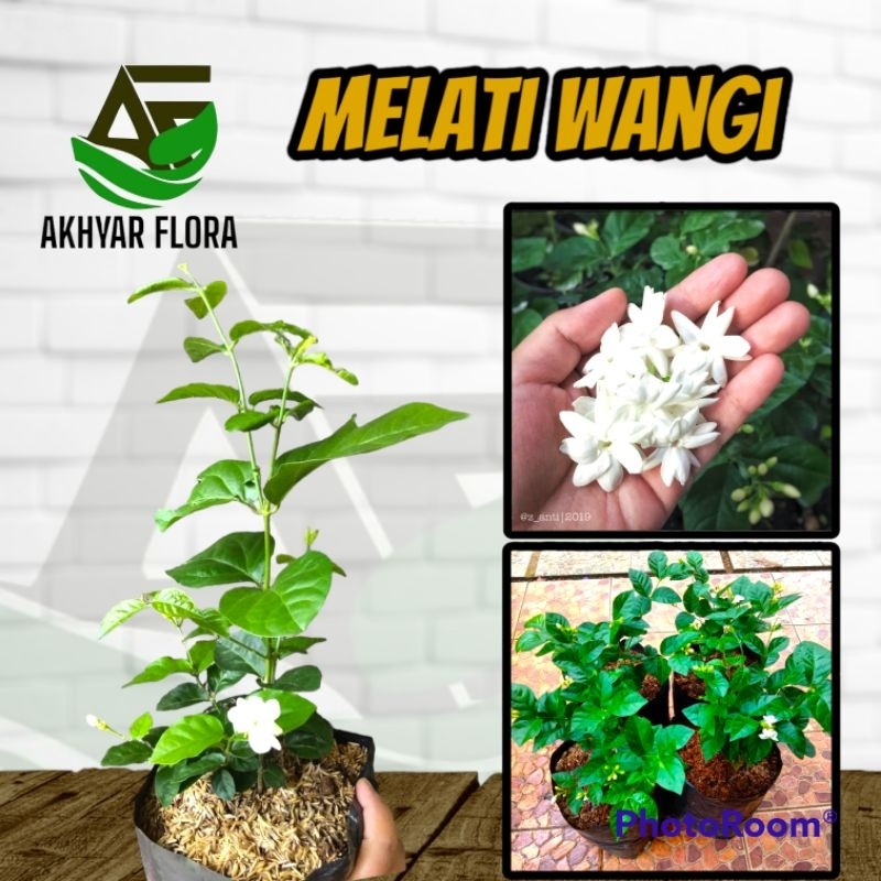 Jual Bibit Tanaman Bunga Melati Wangi Melati Harum Bunga Melati Putih