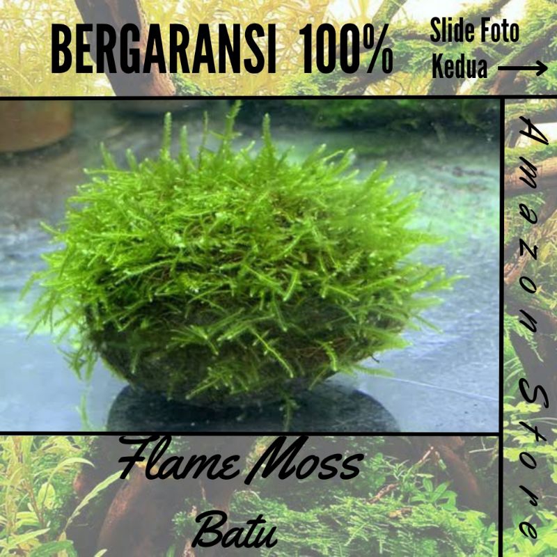 Jual Flame Moss Media Batu - Tanaman Hias Aquascape | Shopee Indonesia
