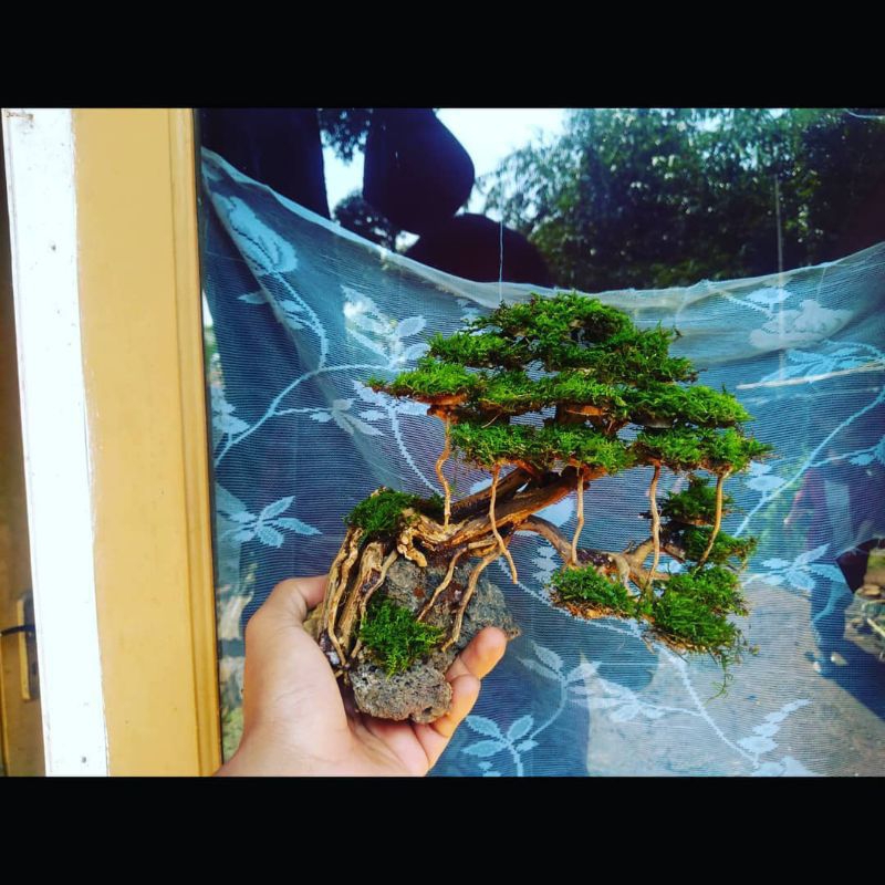 Jual BONSAI AQUARIUM AQUASCAPE WATER HIASAN AQUARIUM AIR ADA AQUARIUM