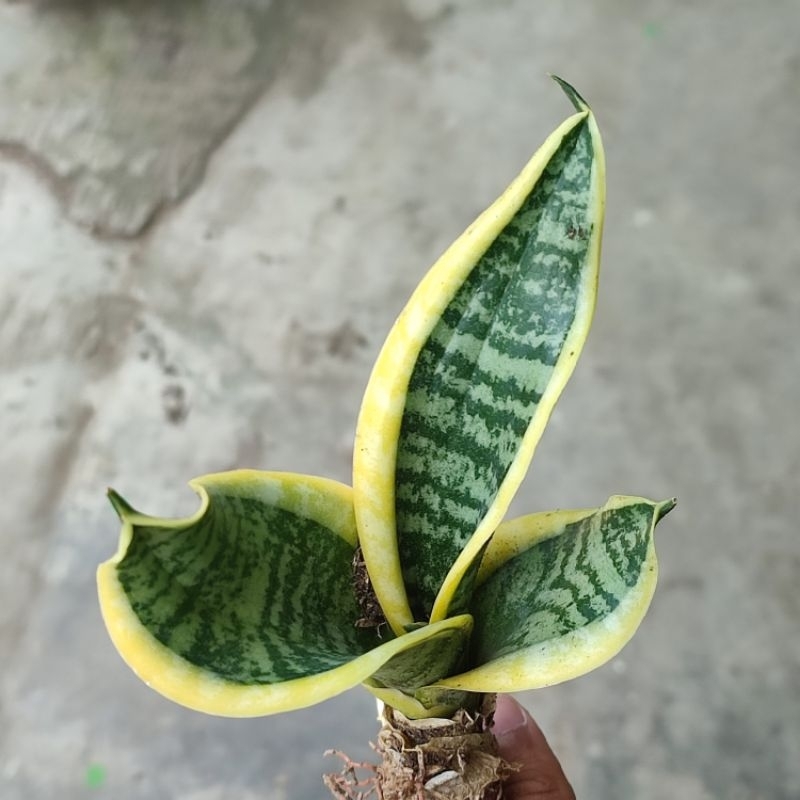Jual Tanaman Sansevieria Sansivera Lidah Mertua Indoor Pagoda Twister ...