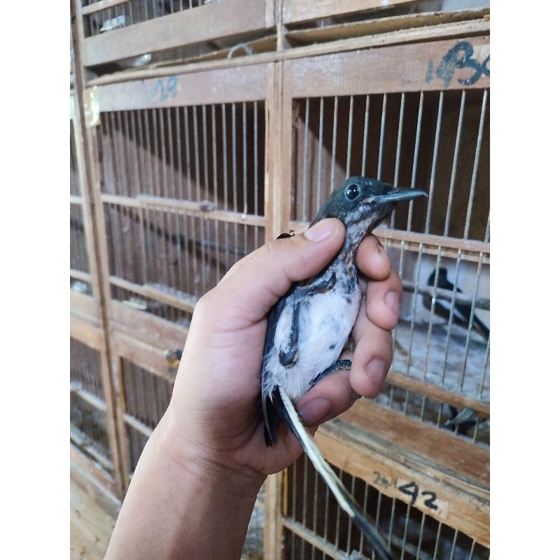 Jual Kacer ori kalimantan trotol jantan | Shopee Indonesia