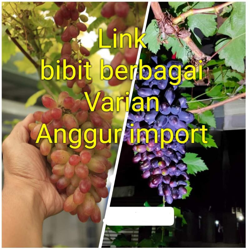 Jual Bibit Anggur Import Siap Tanam Asli Manis Hasil Grafting Shopee