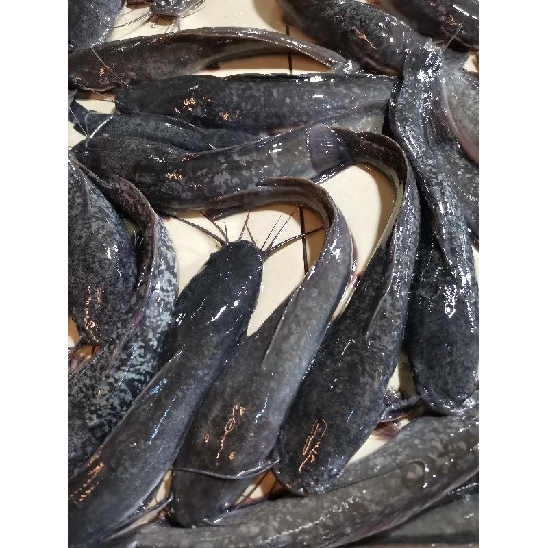 Jual Ikan Lele Segar 1 Kg Shopee Indonesia