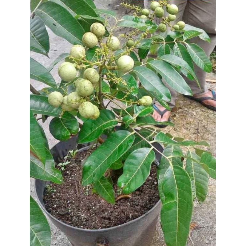 Jual Bibit kelengkeng matalada Daging tebal Berbiji kecil Original ...