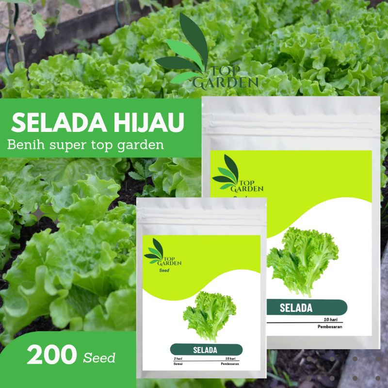 TOP GARDEN BENIH SUPER SAYURAN SELADA HIJAU KUALITAS F1