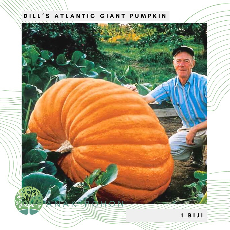 Jual Benih Bibit Biji - Dill's Atlantic Giant Pumpkin Labu Raksasa ...