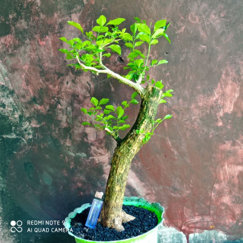 Jual Bahan Bonsai Kemuning Lokal Realpic Shopee Indonesia