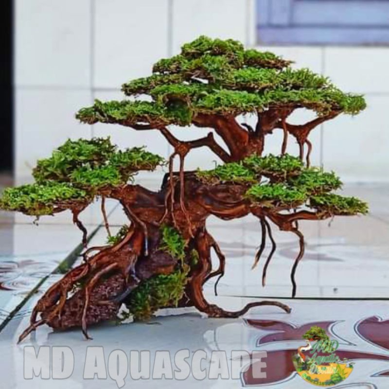 Jual Bonsai Aquascape Triple Bonus Moss Weeping Shopee Indonesia