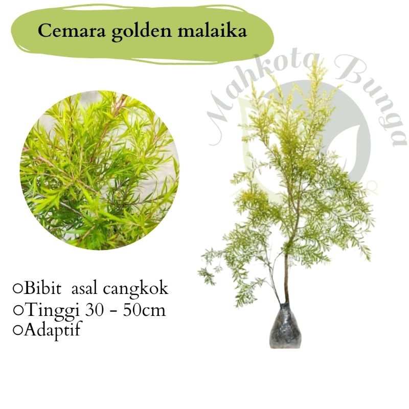 Jual tanaman cemara golden malaika - pucuk kuning | Shopee Indonesia