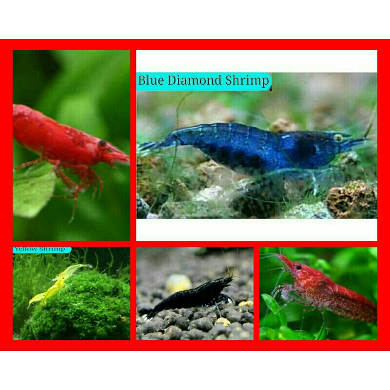 Jual Hiasan Aquarium Aquascape Ikan Hias Paketan Pelangi Shopee