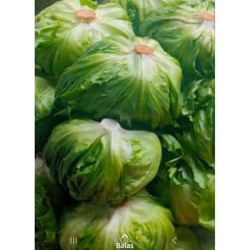 Jual head letuce /letus /selada 1 kg jatim | Shopee Indonesia