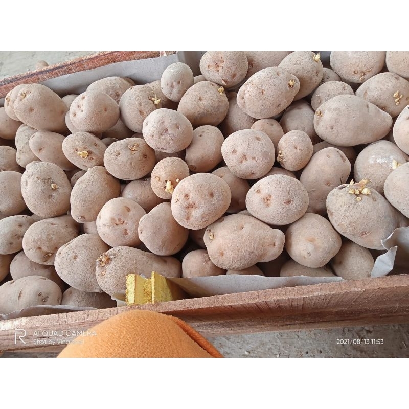 Jual benih kentang G1 granola l bibit kentang g1 grand L PER KILO