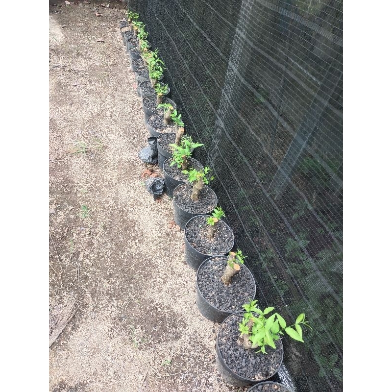 Jual cangkokan anting putri batang bogel | Shopee Indonesia