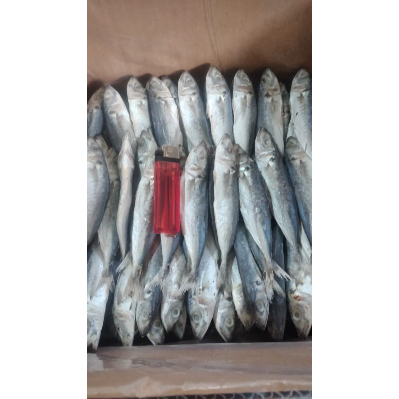 Jual IKAN ASIN PEDA LAYANG PALING MURAH 250gram KHAS TEGAL Shopee