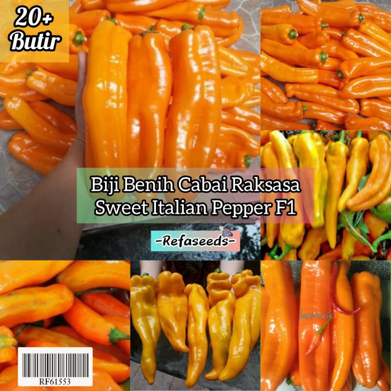 Jual Kemasan Butir Benih Bibit Cabai Raksasa Italian Pepper Import F Benih Cabe Jumbo