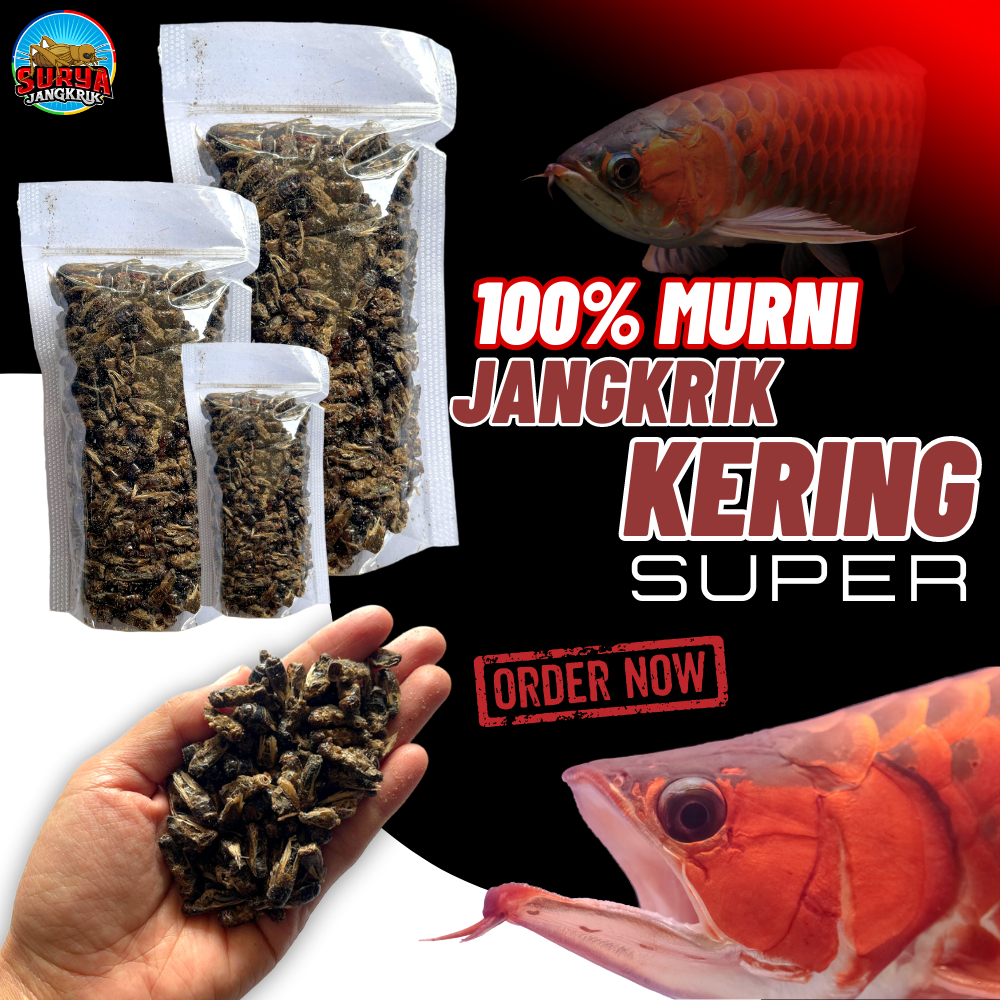 Jual Jangkrik Kering Untuk Pakan Ikan Arwana Kemasan Gram Kualitas