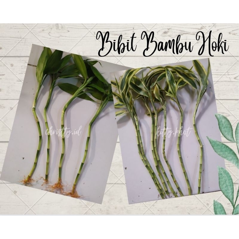 Jual Bibit Bambu Hoki / Bambu Air / Lucky Bamboo tinggi 15cm (minimal
