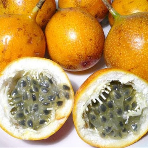 Jual Biji Benih Markisa Konyal Orange Markisa Manis Berastagi Fresh Seed Isi Biji Marquisa