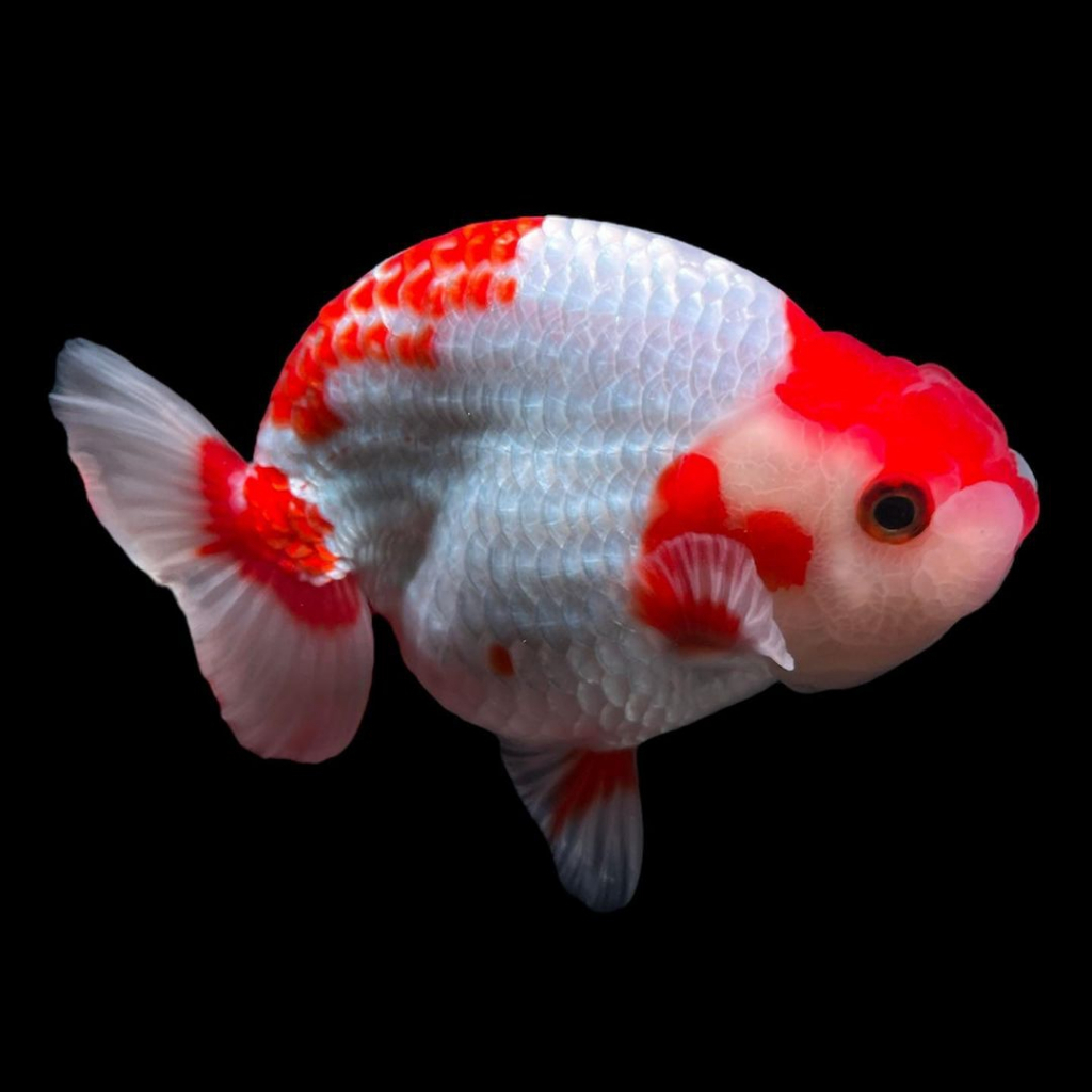 Jual Ikan Hias Mas Koki Ranchu Merah Putih Ukuran Cm Shopee Indonesia