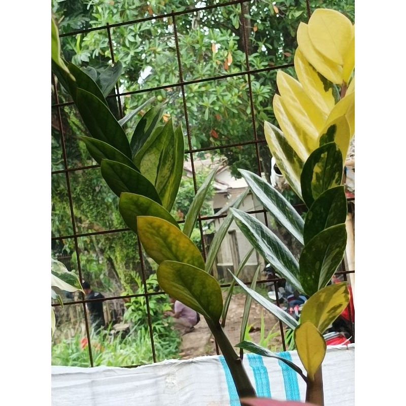 Jual zamia variegata / zamia var | Shopee Indonesia