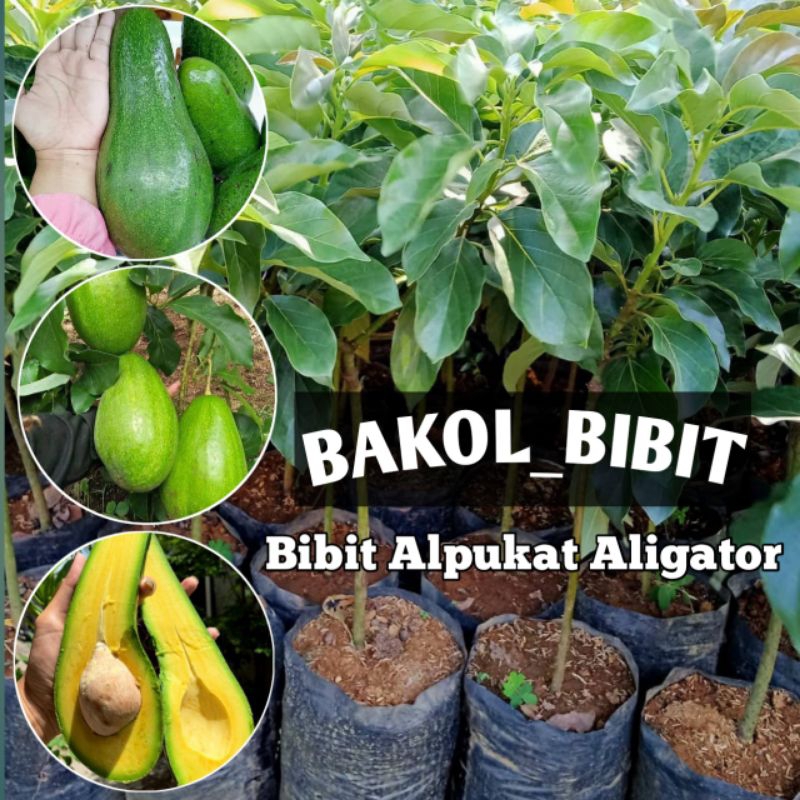 Jual Bibit Alpukat Aligator Sangat Genjah Cepat Berbuah Shopee Indonesia