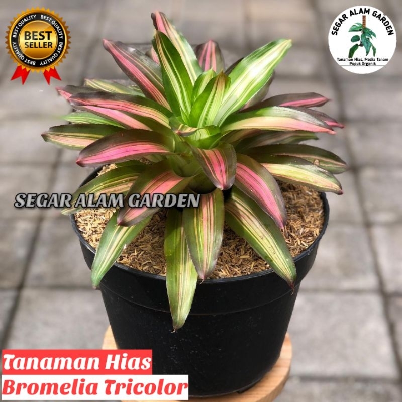 Jual Tanaman Hias Bromelia Tricolor - Bromelia Tricolor | Shopee Indonesia