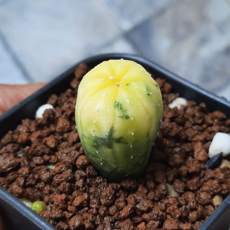 Jual Kaktus Astro Variegata Astrophytum Asterias Full Variegata Shopee Indonesia