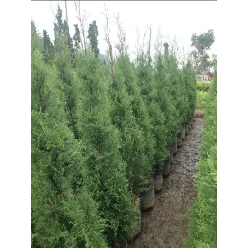 Jual cemara rentes wangi 1 meter | Shopee Indonesia