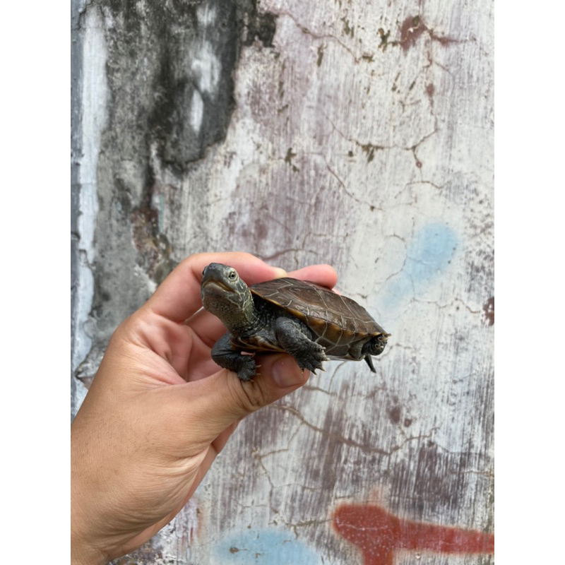 Jual Kura Kura Cynemis Turtle 5-6 Cm Grade A | Shopee Indonesia