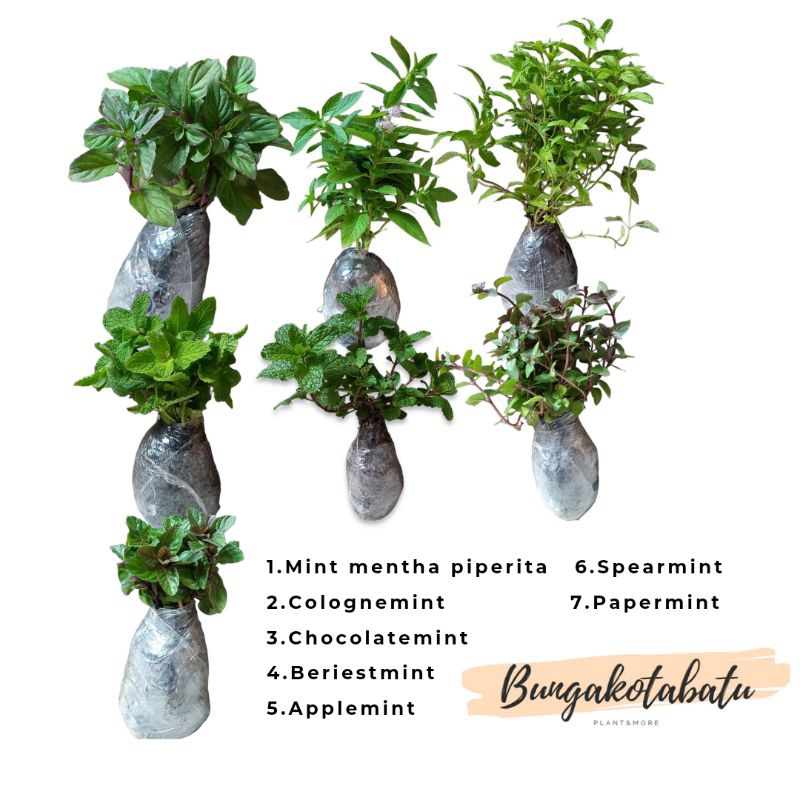 Paket Hemat Tanaman Mint Isi 7