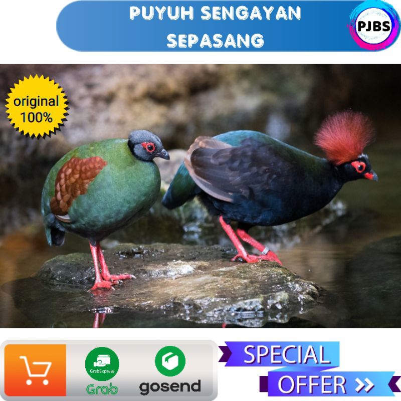 Jual PUYUH JAMBUL SENGAYAN | Shopee Indonesia