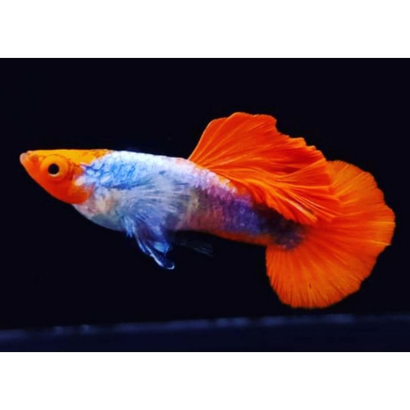 Jual Ikan Hias Guppy Tuxedo Koi Sepasang Jantan Betina Trio Ikan Air